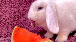 3 Funny Bunnies Eating Watermelon