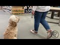 Off Leash Obedience Dog Training - Mini Goldendoodle