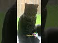 LivingArt #pet #cute #foryou #fypage #viral #animals #cat #catlife #shorts #fyp #art #love #catlife