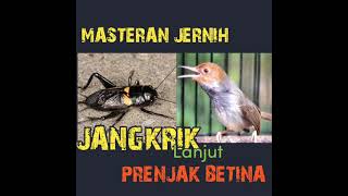 materi tembus!JANGKRIK lanjut Prenjak BETINA GACOR,suara jangkriknya jelas pedes@DEWAELECTONE