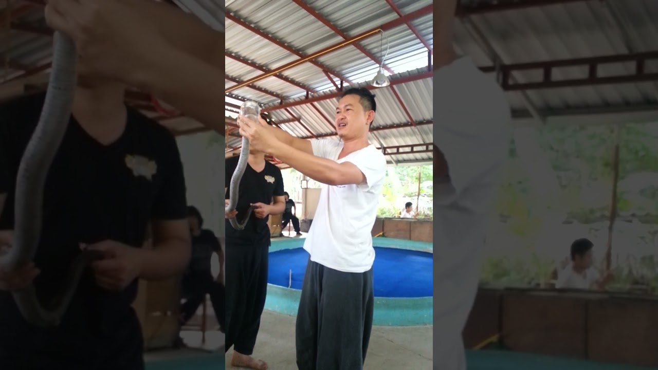 Cobra Venom Extraction, Chiang Mai 