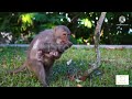 It is so cute to watch monkeys nurture and love their chicks