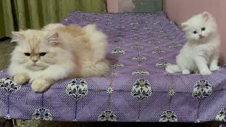 Bestest Video Ever ! Cute Cats playing Games video ! Cute Cats video