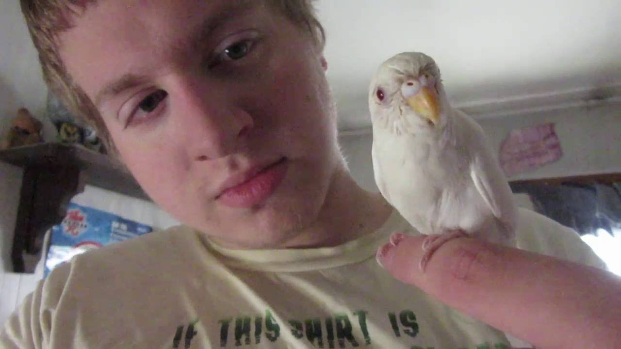 EarlyVlog: Mystic the bird progress: First Week