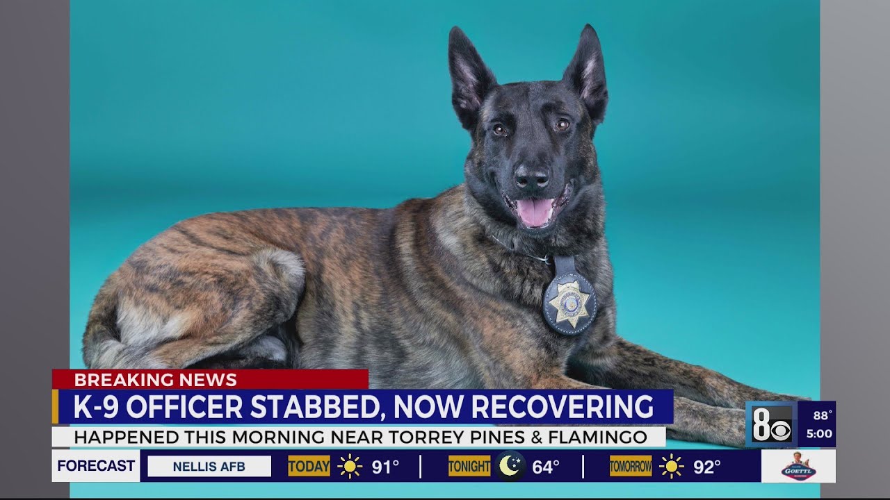 Las Vegas police K9 recovering after stabbing in west valley - YouTube