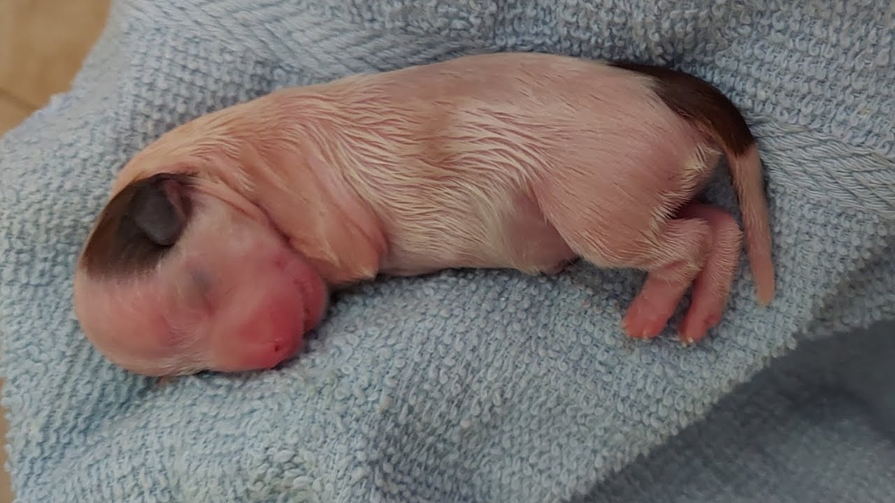 Puppy #4 is a girl, Lhasa Apso!