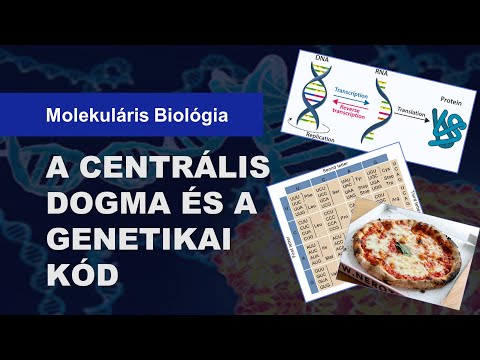 Videó: Mi a fehérjeszintézis központi dogmája?