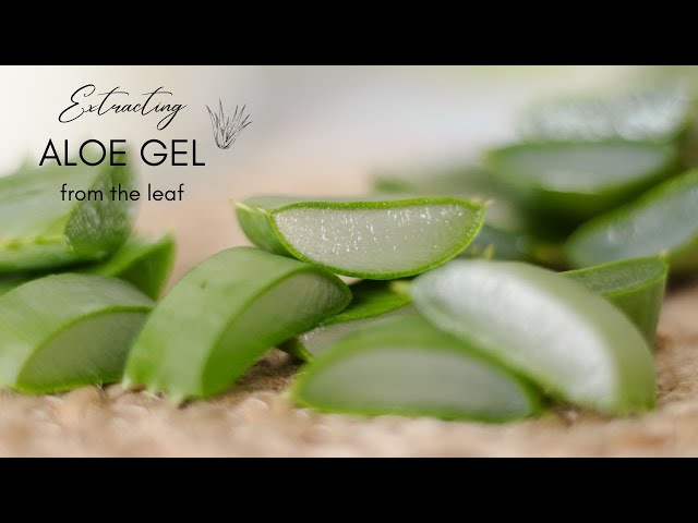 How to extract Aloe Vera Gel from the leaf - YouTube