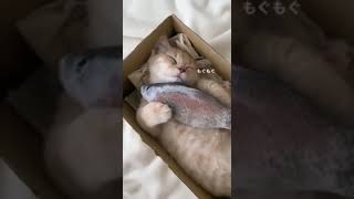 Cute Tik-Tok Cats by Herman van Noordwyk 5 views 6 months ago 2 minutes, 43 seconds