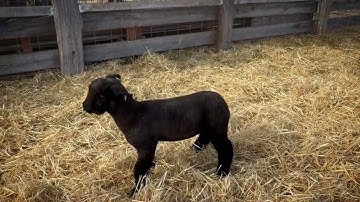 Natural Wether Tag #24025 Open Range x #1908 No Effen Way