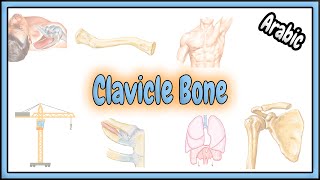 2. Clavicle Bone Anatomy || تشريح عظم الترقوة