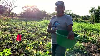 Recogiendo la cosecha de pipianes de Don Octavio