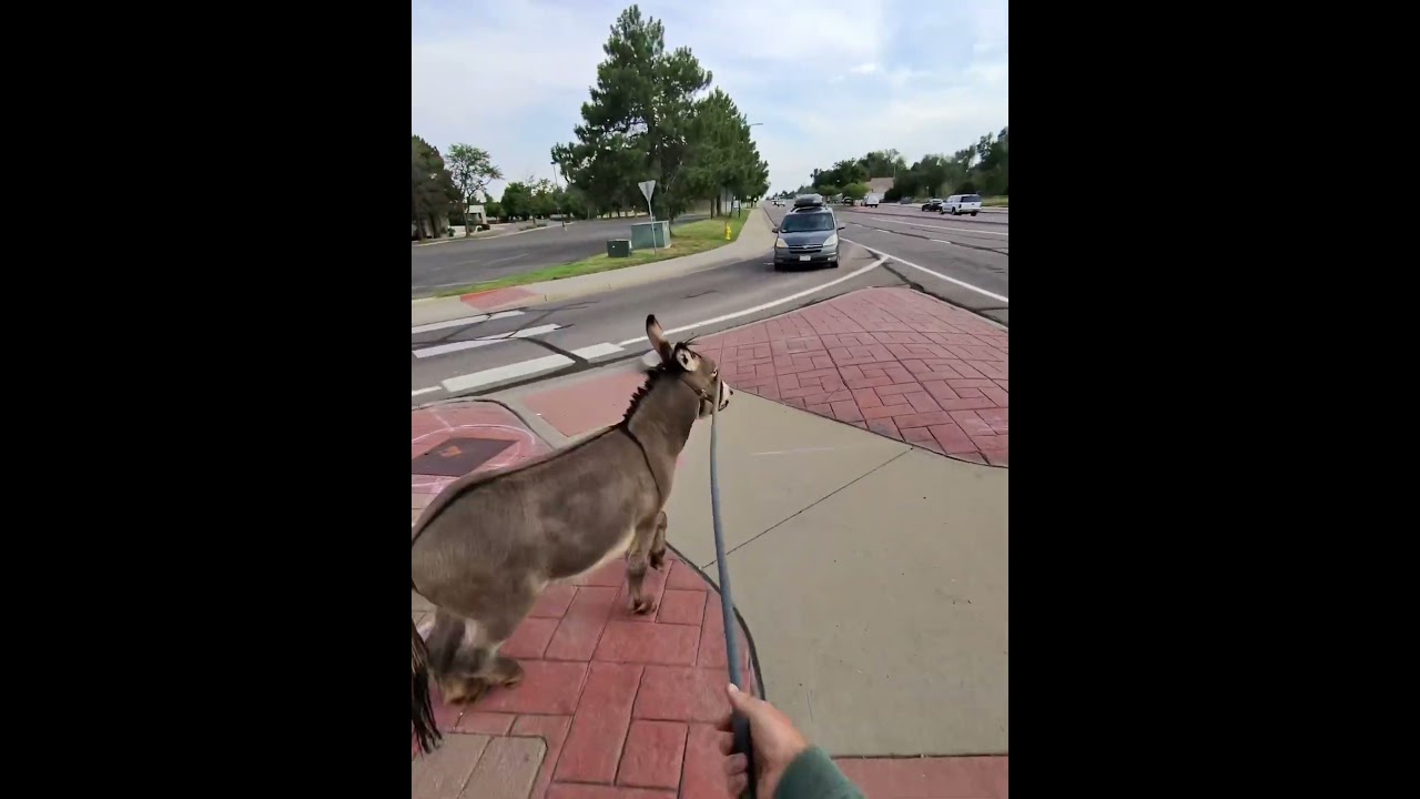 Just walking the Donkey 🙂