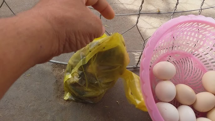 thức ăn cho gà đá bo lớn