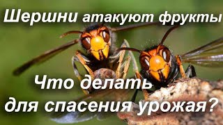 ШЕРШНИ АТАКУЮТ ФРУКТЫ. ЧТО ДЕЛАТЬ ДЛЯ СПАСЕНИЯ УРОЖАЯ?