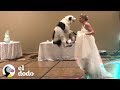 Perro bailador se luce en la boda de su mamá | El Dodo