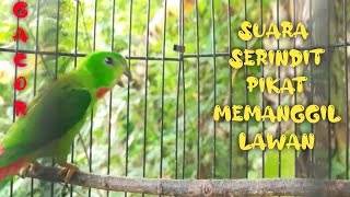 Suara Burung Serindit Bunyi Memanggil Lawan dan Kawan || Serindit Pikat Gacor