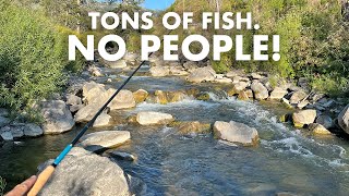 Now THIS Is a Dream Stream! (Tenkara Fly Fishing)