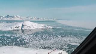 Grupo de osos polares sobrevive sin hielo marino en el sureste de Groenlandia