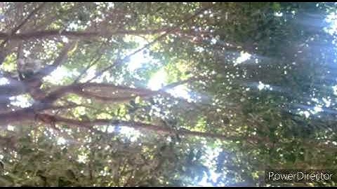 سوره الكهف الشيخ رعد الكردي صوت عذب جدا