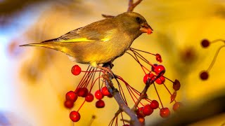 Обыкновенные зеленушки на мелкоплодной яблоне. Chloris chloris. Птицы Беларуси.