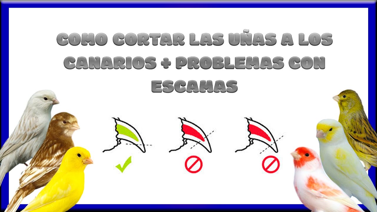 CÓMO CORTAR ️ CORRECTAMENTE LAS UÑAS A LOS CANARIOS🐥 + ESCAMAS EN LAS ...