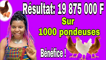 C'est quoi une poule de réforme ?