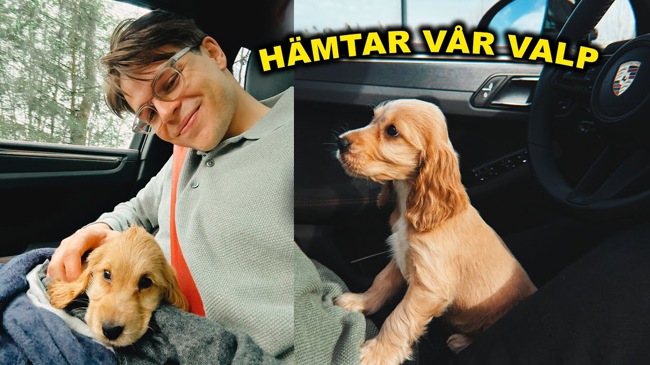 VI HAR KÖPT HUND!