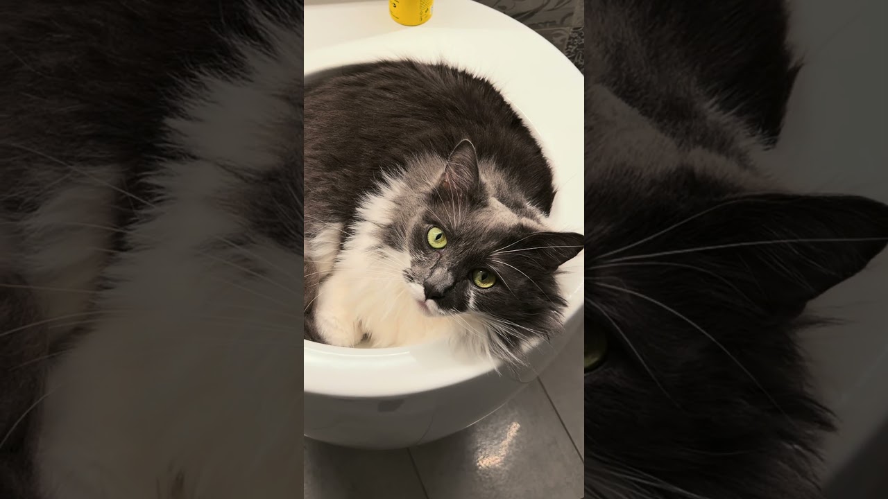 Only cat people understand the struggle 💆🏻‍♀️