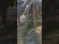 20غرس الفسيل اول ايام البارح 20غرس الفسيل اول ايام البارح