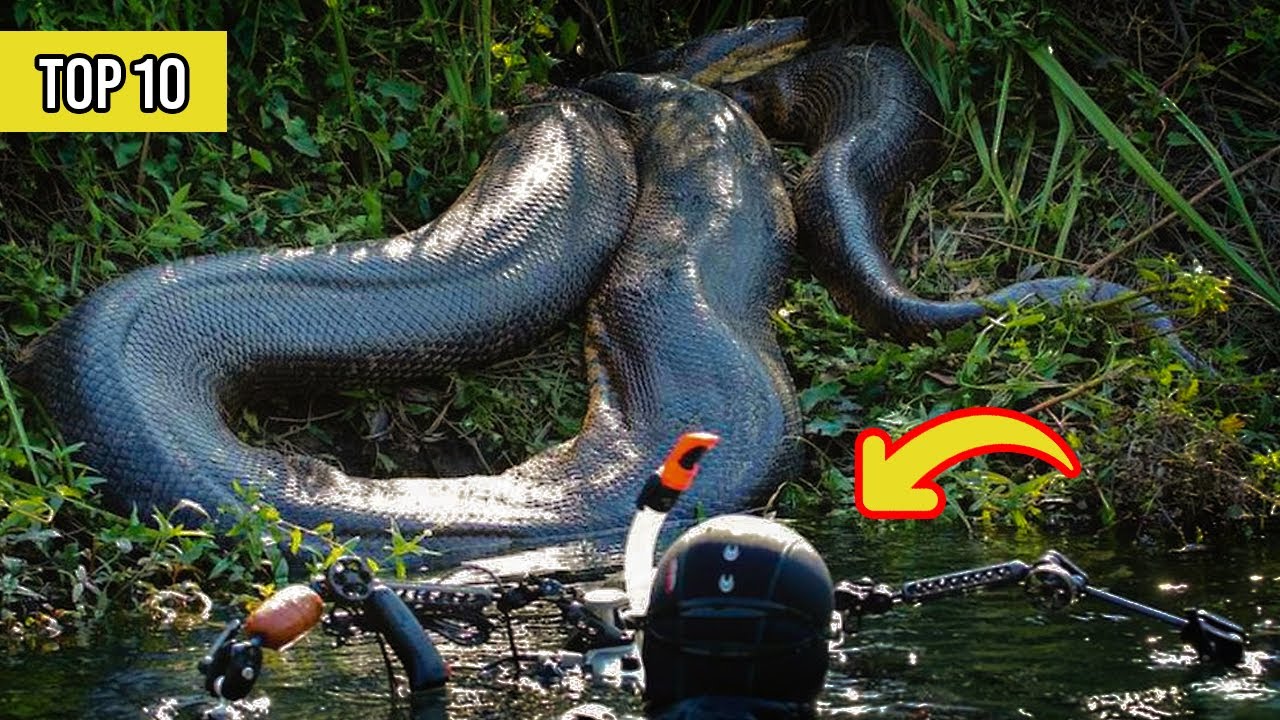 THE LARGEST REPTILE IN THE WORLD YouTube THE LARGEST REPTILE IN THE WORLD YouTube