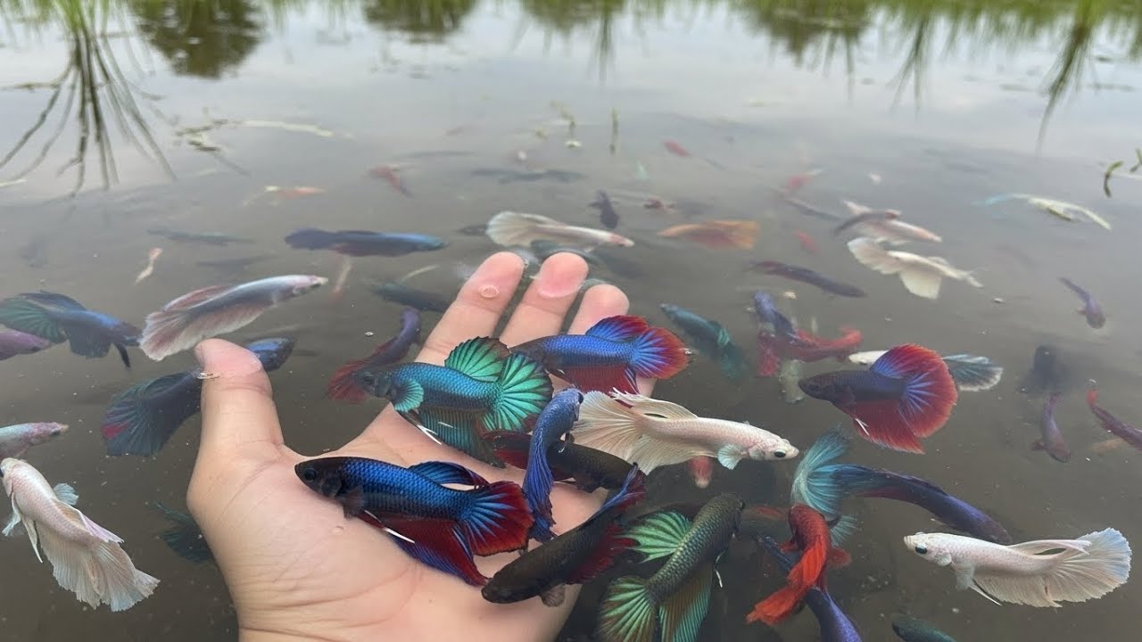 Hand Caught Discovery Wild Betta Fish