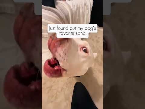 Dogs being funny with music part 78 #funnydog #funnypet #cutedog #dog #pets