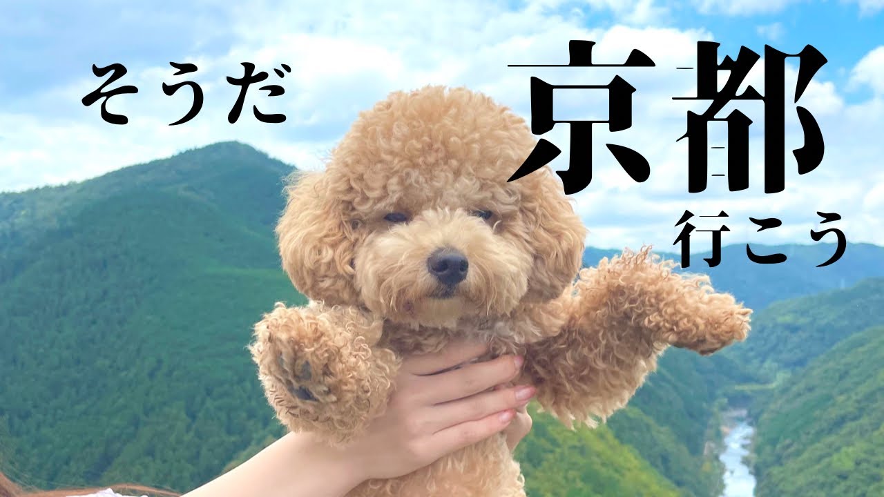 京都が最高すぎた◎嵐山◎ドッグラン◎展望台