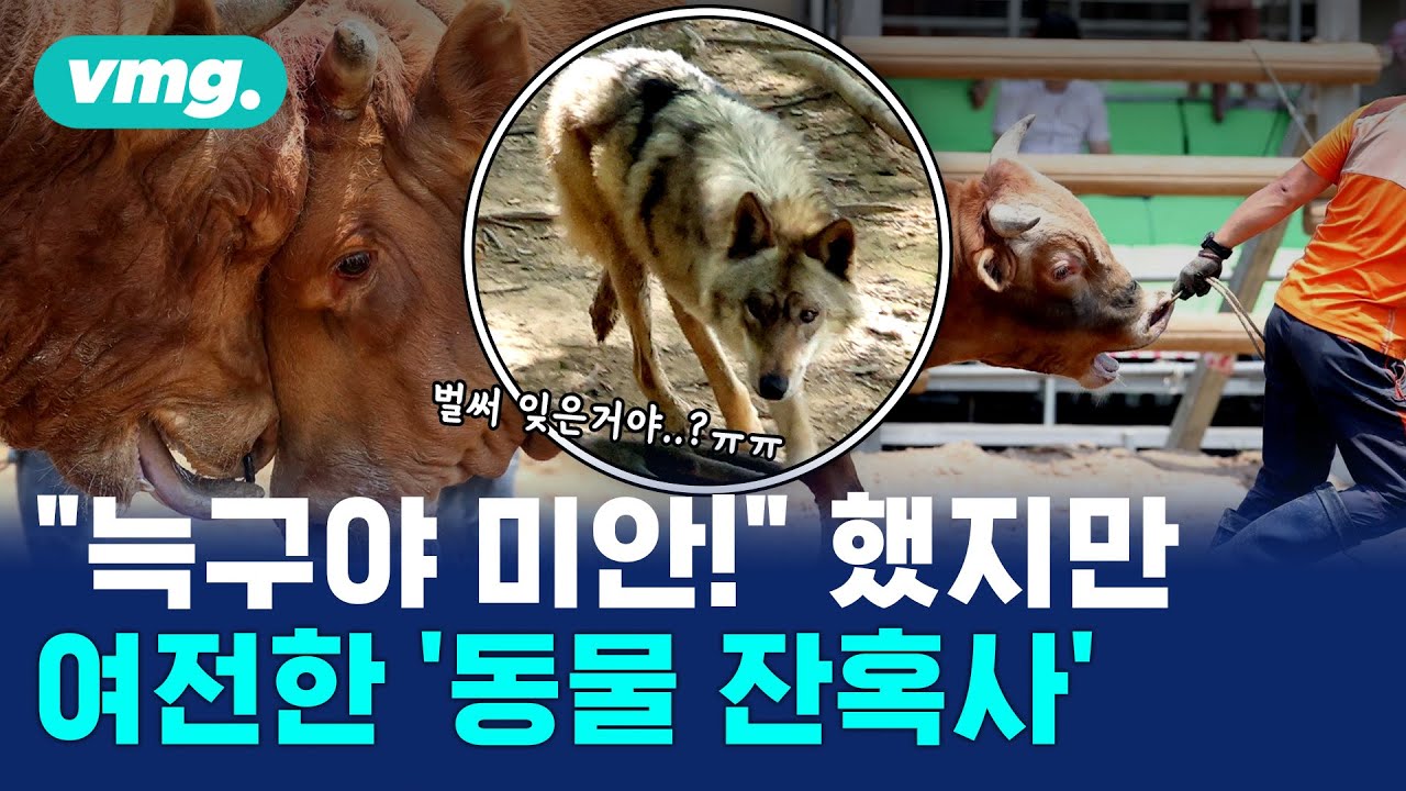 늑구를 통해 알아본 동물복지, 어디까지 알고 있니? / 비디오머그 / 머그인사이트