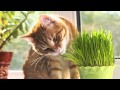Have You Wondered Why Cats Eat Grass?
