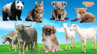 Animal sound synthesis: Panda, Cat, Fox, Buffalo, Dog, Goat, Koala - Most interesting moments