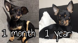 CHIHUAHUA FROM PUPPY TO ADULT | ONE MONTH TO ONE YEAR | DEERHEAD CHIHUAHUA