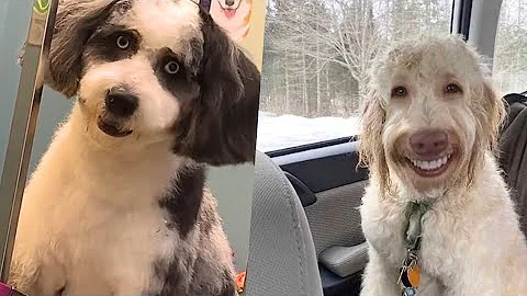 How to Know a Skinwalker Dog Explained in 8 Minutes