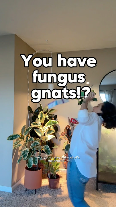Someone told me you have fungus gnats!? Here’s how I’d get rid of them. #fungusgnats #plantcaretips