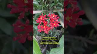 Manipod Pay Dam Dam Damo