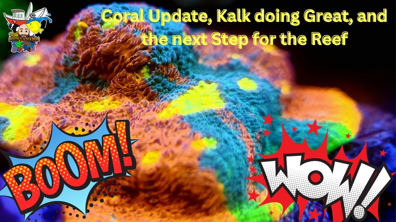 CORALS UPDATE: DISASTER WITH HG FRAG, WHAT'S NEXT ON MOGSY REEF?