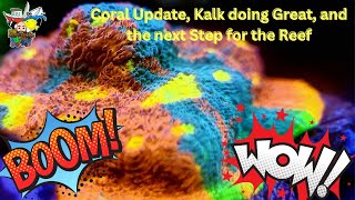 CORALS UPDATE: DISASTER WITH HG FRAG, WHATS NEXT ON MOGSY REEF?
