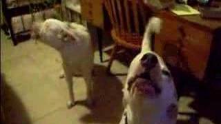 Howlin' Good Time