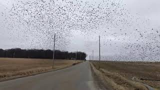 Blackbird Murmuration 1 Fox Lake Rd Wayne Co 2 16 19