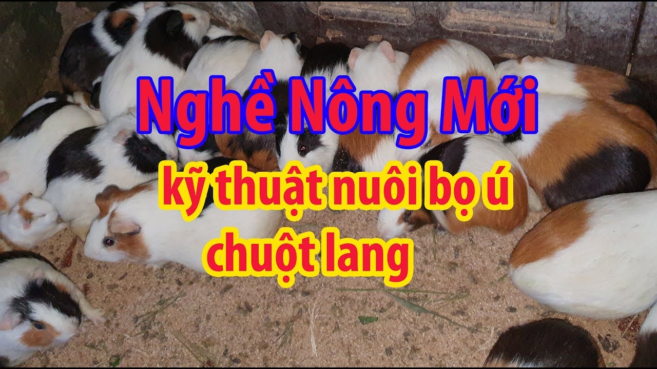 nuôi bọ ú chuột lang 1 nghề nông mới năm 2020 - có đầu... - youtube