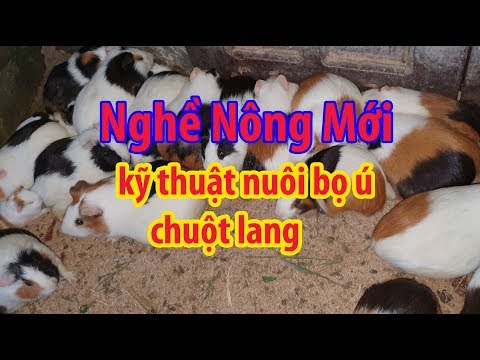 Video nuôi bọ ú chuột lang 1 nghề nông mới năm 2020 - có đầu... - youtube