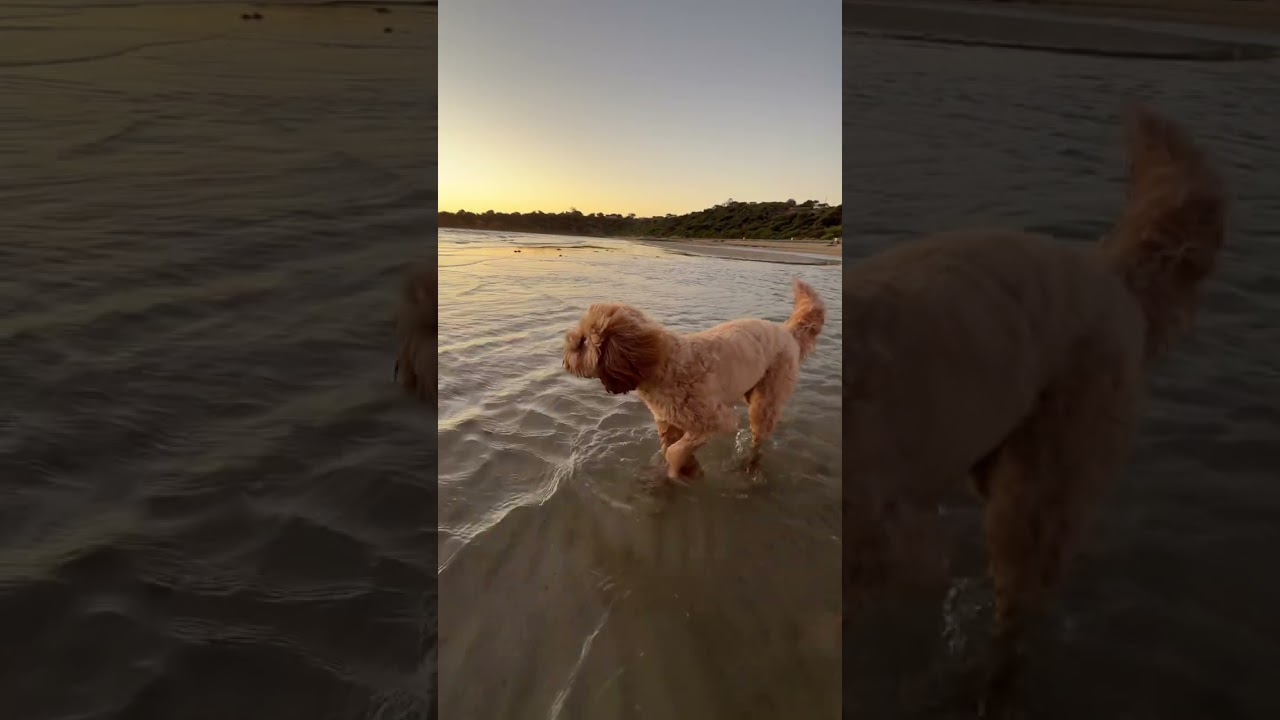one of our favourite dog beaches at sunset 🥺 