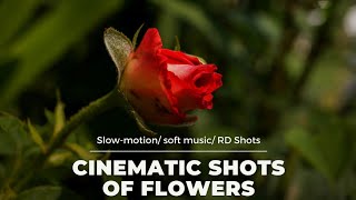 Flowers Cinematic shots || Slow-motion shots|| Soft Music || Garden Flowers screenshot 3