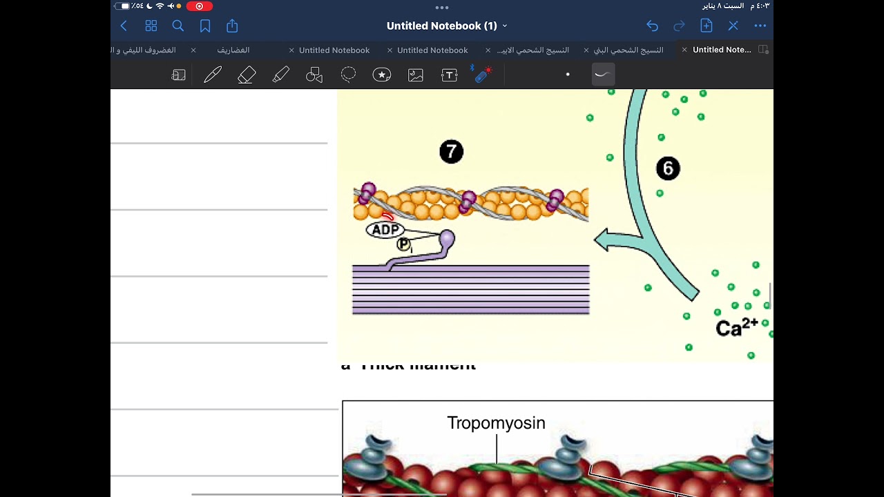 آلية التقلص العضلي